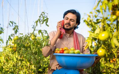 exhausted indian young farmer while plucking tomato in farm suring hot sunny day by washing sweat - concept of hardworking, daily labour and village lifestyle.