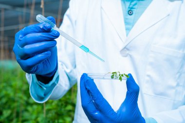Close up shot of agro scientist hands adding chemical into smalll sample plant at greenhouse for experiment - concept modern farming, biotechnology and innovation or research.