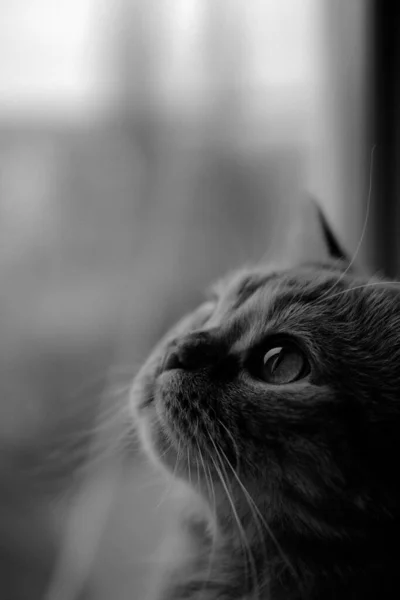 Retrato Gato Que Sienta Ventana Mira Hacia Arriba Con Ojos — Foto de Stock
