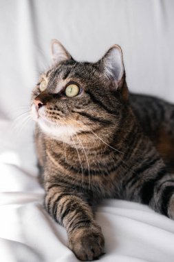 Çizgili bir kedi beyaz arka planda yatıyor, kameraya bakıyor, oyuncakla oynuyor, dişlerini gösteriyor, ısırıyor. Yukarıdan yakından çekilmiş bir kedi fotoğrafı. Bu cins bir melez. Güzel kedi..