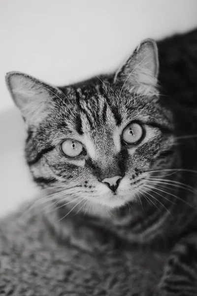 Proužkovaná Kočka Leží Bílém Pozadí Dívá Kamery Hraje Hračkou Ukazuje — Stock fotografie