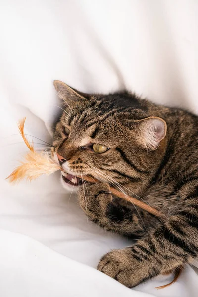 줄무늬 고양이는 배경에 카메라를보고 장난감과 치아를 보여줍니다 위에서 고양이의 사진을 — 스톡 사진