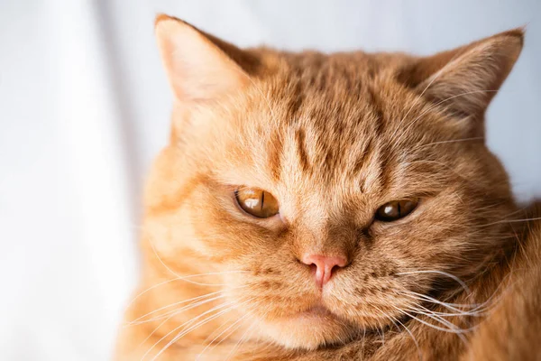Beyaz Arka Planda Oturan Kırmızı Bıyıklı Tüylü Genç Kedi Kameraya — Stok fotoğraf