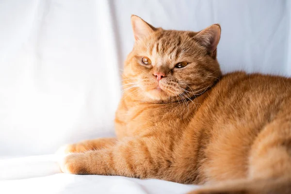 배경에 앉아있는 머스킷이 부드러운 고양이는 카메라를 바라보고 옆으로 머스킷이 클로즈업 — 스톡 사진