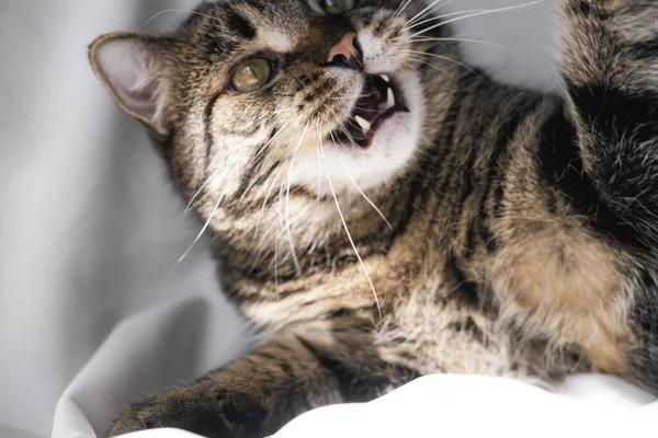 줄무늬 고양이는 배경에 카메라를보고 장난감과 치아를 보여줍니다 위에서 고양이의 사진을 — 스톡 사진