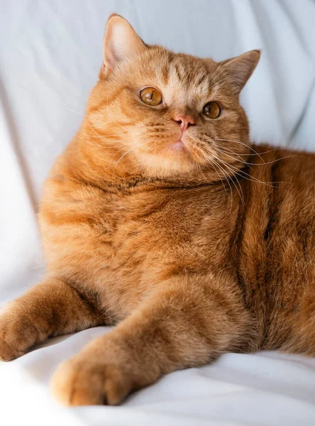 Röd Mustasch Fluffig Ung Katt Sitter Vit Bakgrund Tittar Kameran — Stockfoto
