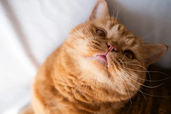 Rote Schnurrbärtige Flauschige Junge Katze Die Auf Weißem Grund Sitzt — Stockfoto