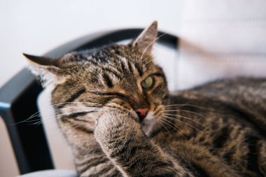 Yakın plan kedi bilgisayar sandalyesinde yatıyor. Yan görünüş, düz.