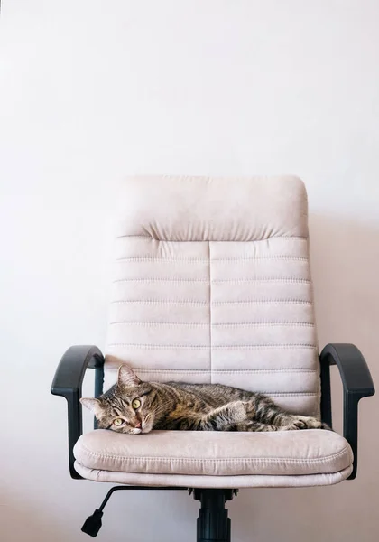 Yakın Plan Kedi Bilgisayar Sandalyesinde Yatıyor Yan Görünüş Düz — Stok fotoğraf