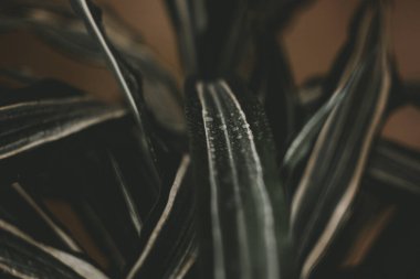 Yaprakların üzerinde su damlaları olan ev çiçekleri. çiçek arkaplan resmi