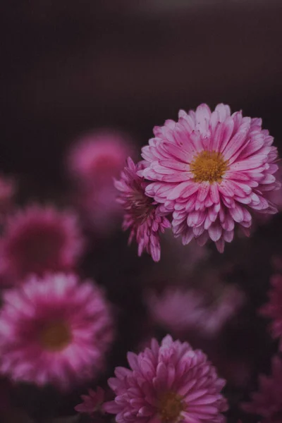 Background Image Pink Flowers Close — Stock Photo, Image