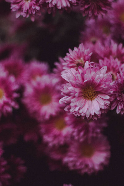 background image of pink flowers close-up