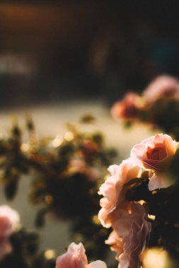 Yakından bakınca çiçek açan bir gül. Doğa fotoğrafı