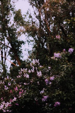 Arka planda çiçek açan mor leylaklar var.