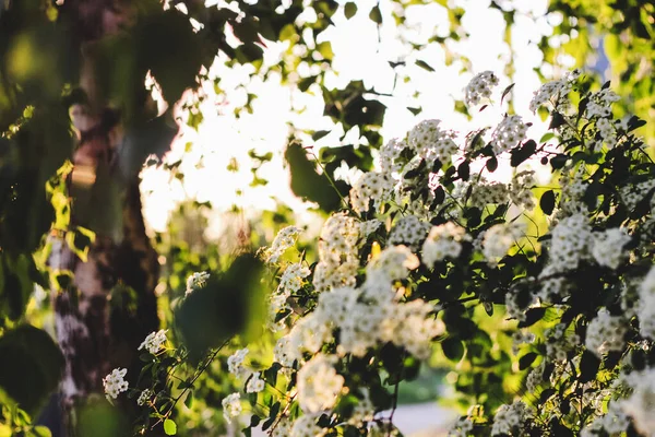 Buske Med Vita Blommande Blommor Solljus Närbild Stockbild