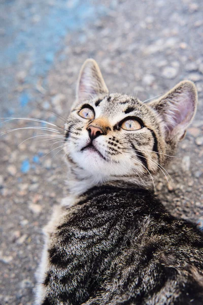 Small Street Kitten Close Looking — Stock Photo, Image