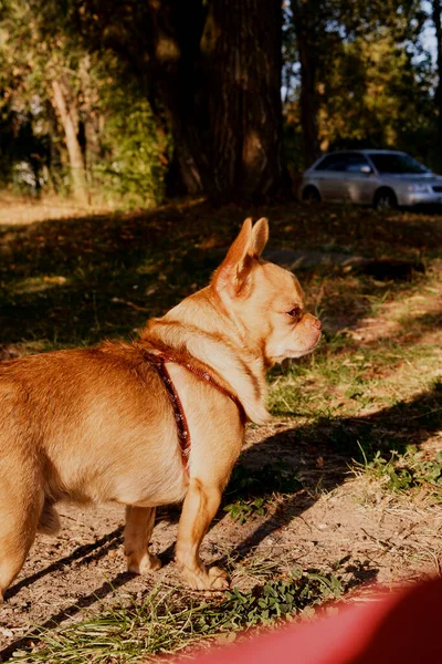 Chihuahua Chien Gros Plan Dans Nature — Photo