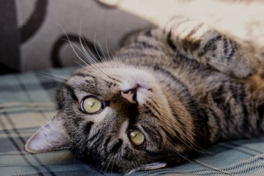 Yeşil gözlü, güzel tekir kedi. Yakın plan evcil hayvan. Tekir yeşil gözlü kedi yan tarafa bakıyor.