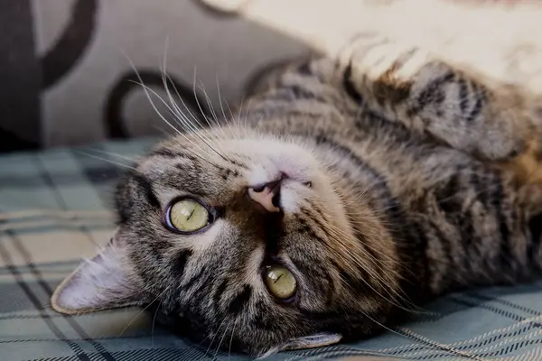 Hermoso Gato Tabby Con Ojos Verdes Cerca Primer Plano Mascota —  Fotos de Stock