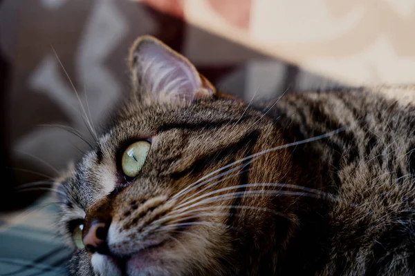 Vacker Tabby Katt Med Gröna Ögon Närbild Sällskapsdjur Närbild Tabby — Stockfoto