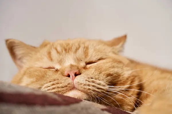 Kanepede Uyuyan Evcil Bir Kedinin Yakın Çekimi Kırmızı Evcil Kedi — Stok fotoğraf