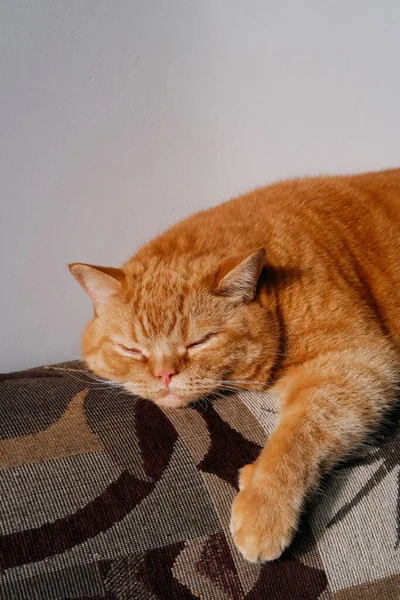 ソファーで寝ている家の猫のクローズアップ 赤い家の猫は閉じました — ストック写真
