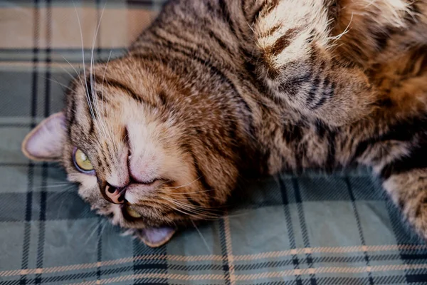 Hermoso Gato Tabby Con Ojos Verdes Cerca Primer Plano Mascota —  Fotos de Stock