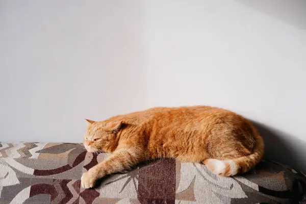Κοντινό Πλάνο Μιας Οικιακής Γάτας Που Κοιμάται Στον Καναπέ Κόκκινη — Φωτογραφία Αρχείου