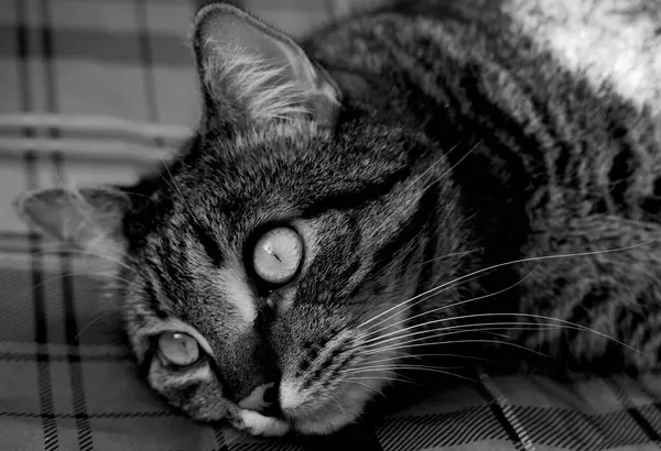 클로즈업 눈으로 Tabby 고양이 클로즈업 Tabby 고양이는 측면을 보인다 검은색과 — 스톡 사진