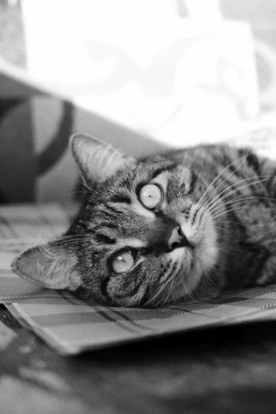 Hermoso Gato Tabby Con Grandes Ojos Cerca Primer Plano Mascota —  Fotos de Stock