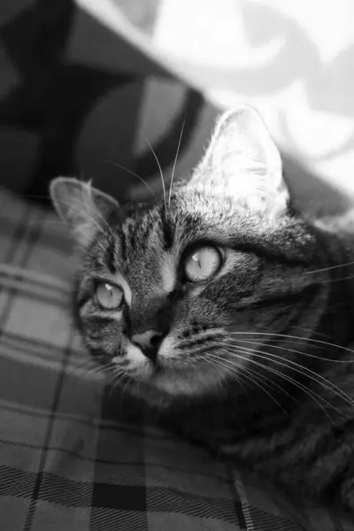 大きな目を閉じた美しいタビー猫 ペット クローズアップ タビー キャットが横を向いている 黒と白の写真 — ストック写真