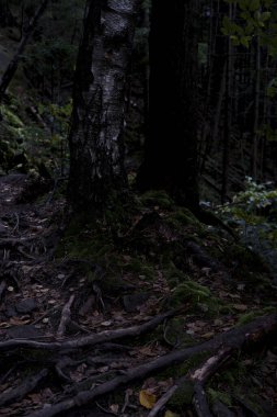 Karpatlar 'da sık bir orman. Büyük taşlarla kaplı, yosunlarla kaplı sık bir orman. Orman ve yosun