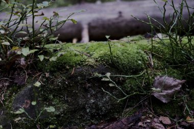 Karpatlar 'da sık bir orman. Büyük taşlarla kaplı, yosunlarla kaplı sık bir orman. Orman ve yosun