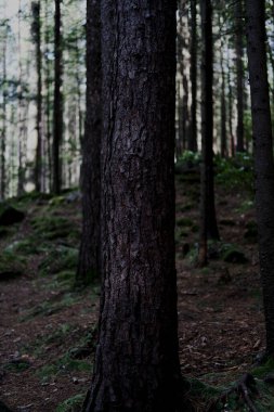 Karpatlar 'da sık bir orman. Büyük taşlarla kaplı, yosunlarla kaplı sık bir orman. Orman ve yosun