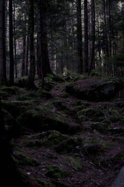 Karpatlar 'da sık bir orman. Büyük taşlarla kaplı, yosunlarla kaplı sık bir orman. Orman ve yosun