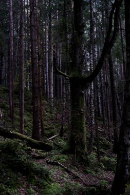 Karpatlar 'da sık bir orman. Büyük taşlarla kaplı, yosunlarla kaplı sık bir orman. Orman ve yosun