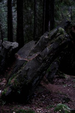 Karpatlar 'da sık bir orman. Büyük taşlarla kaplı, yosunlarla kaplı sık bir orman. Orman ve yosun