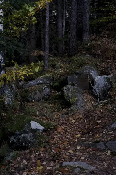 dense forest in the Carpathians. dense forest with large stones, covered with moss. Forest and moss