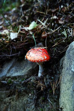 Tarım mantarı çimlere yakın uçar.