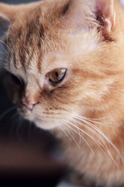 Parlak kehribar gözlü, güzel, yetişkin bir kızıl kedi. Kehribar gözlü yetişkin bir kedinin yakın plan portresi. Güzel safkan kedi. Yaklaş.