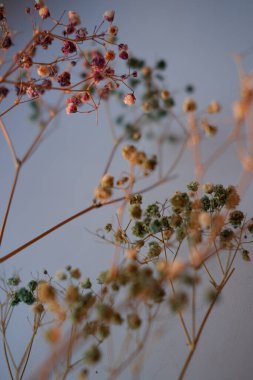 Çingenenin yakın çekimi. Çok renkli çingenelerin kurumuş filizi. Yakın plan, makro fotoğraf.