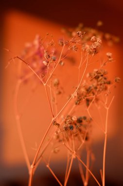 Çingenenin yakın çekimi. Çok renkli çingenelerin kurumuş filizi. Yakın plan, makro fotoğraf.