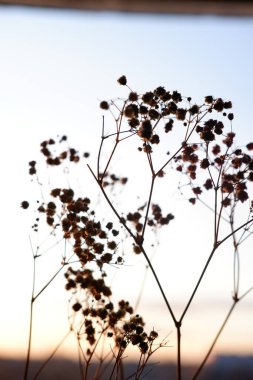 Çingenenin yakın çekimi. Çok renkli çingenelerin kurumuş filizi. Yakın plan, makro fotoğraf.