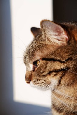 Genç bir evcil kedinin yakın plan profili. Gri bir hayvanın portresi