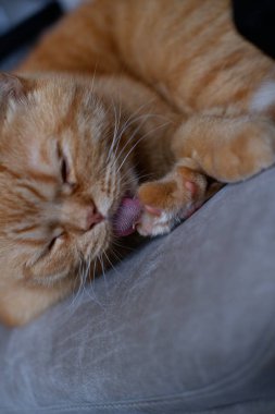 Kırmızı evcil kedi pençesini yalıyor. Evcil kedi yıkıyor. Büyük kırmızı evcil bir kedi sandalyeye uzanır ve yatmadan önce kendini yıkar. kedi dili