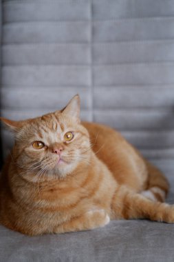 Büyük kırmızı bir evcil kedi etrafa yakından bakıyor. Tüylü evcil hayvan sandalyede yatıyor. Evcil bir kedi sandalyeye uzanıyor ve kafasını kaldırıyor. Büyük turuncu gözlü, tüylü tüylü, uzun bıyıklı, güzel kırmızı evcil bir kedi.