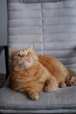 Büyük kırmızı bir evcil kedi etrafa yakından bakıyor. Tüylü evcil hayvan sandalyede yatıyor. Evcil bir kedi sandalyeye uzanıyor ve kafasını kaldırıyor. Büyük turuncu gözlü, tüylü tüylü, uzun bıyıklı, güzel kırmızı evcil bir kedi.