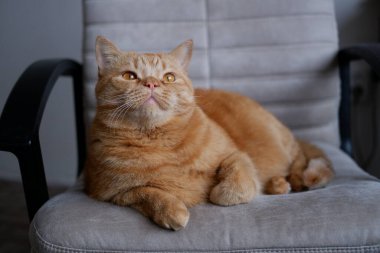 Büyük kırmızı bir evcil kedi etrafa yakından bakıyor. Tüylü evcil hayvan sandalyede yatıyor. Evcil bir kedi sandalyeye uzanıyor ve kafasını kaldırıyor. Büyük turuncu gözlü, tüylü tüylü, uzun bıyıklı, güzel kırmızı evcil bir kedi.