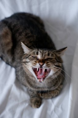 Beyaz arka planda tekir, genç bir kedi. Yeşil gözlü güzel hayvan.