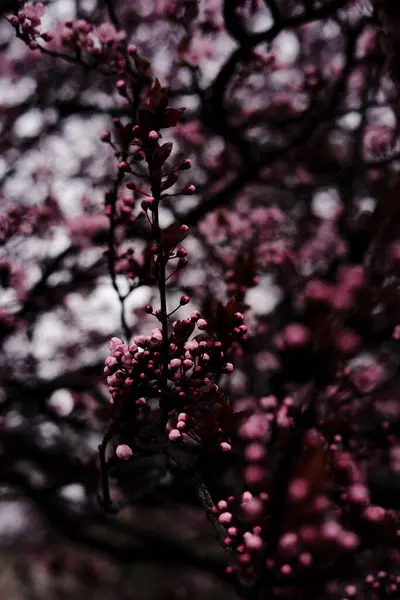 stock image pink flowers on a tree close-up. spring blossoming of trees. pink petals of small flowers on tree branches. blooming spring tree